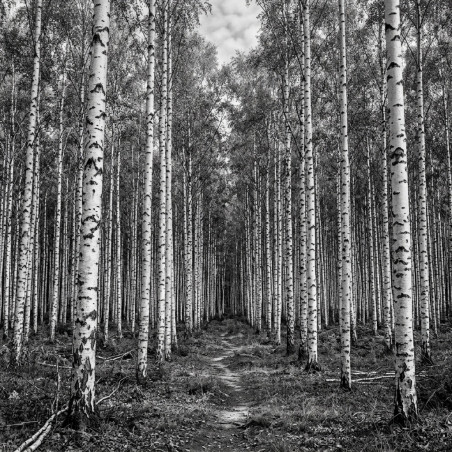 fotomural bosque de abedules