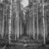 fotomural bosc de abeduls