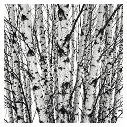 copia de fotomural bosque de abedules