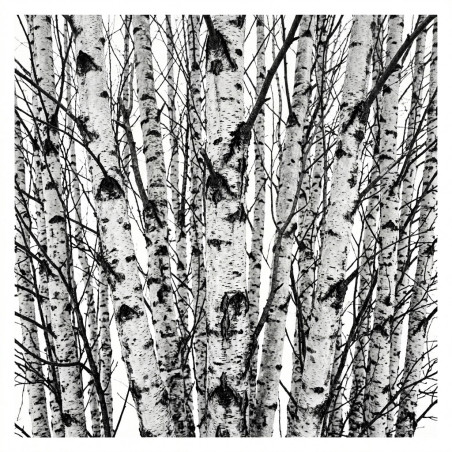 copia de fotomural bosque de abedules